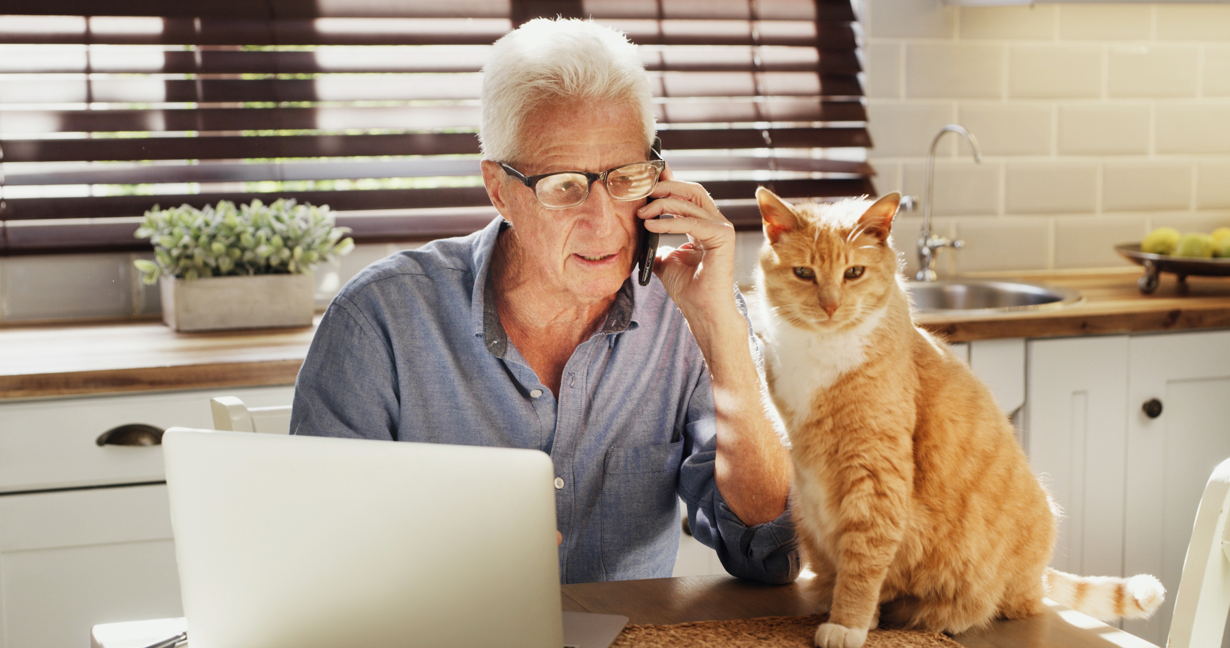 assurance chat sans franchise